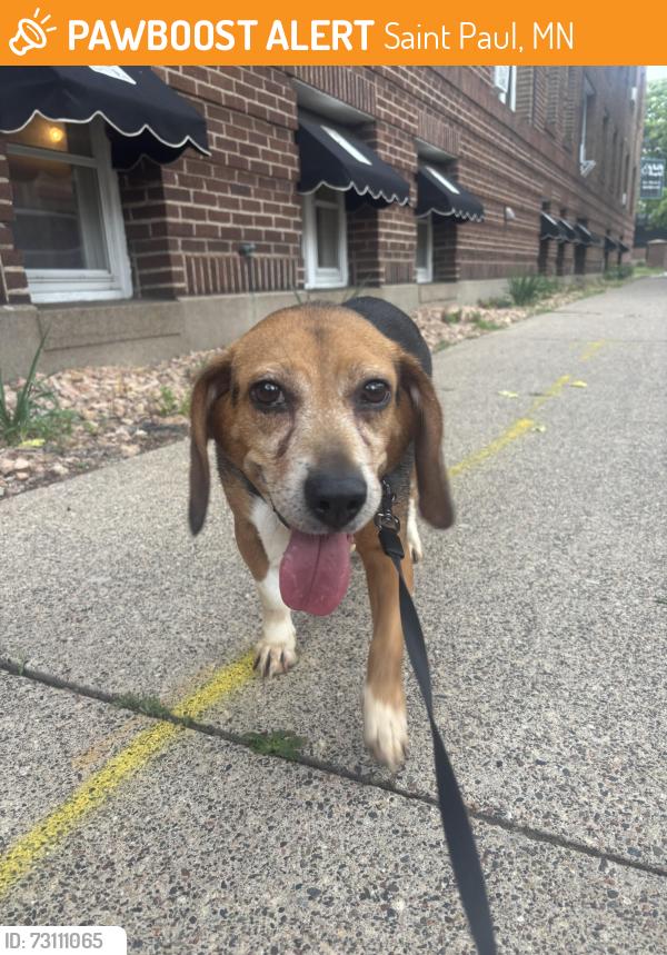 Found/Stray Female Dog last seen Selby Ave and Dale street, Saint Paul, MN 55104
