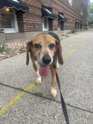 Found/Stray Female Dog last seen Selby Ave and Dale street, Saint Paul, MN 55104