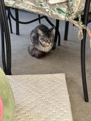 Found/Stray Female Cat last seen Rincon Dr, Whittier, CA 90606