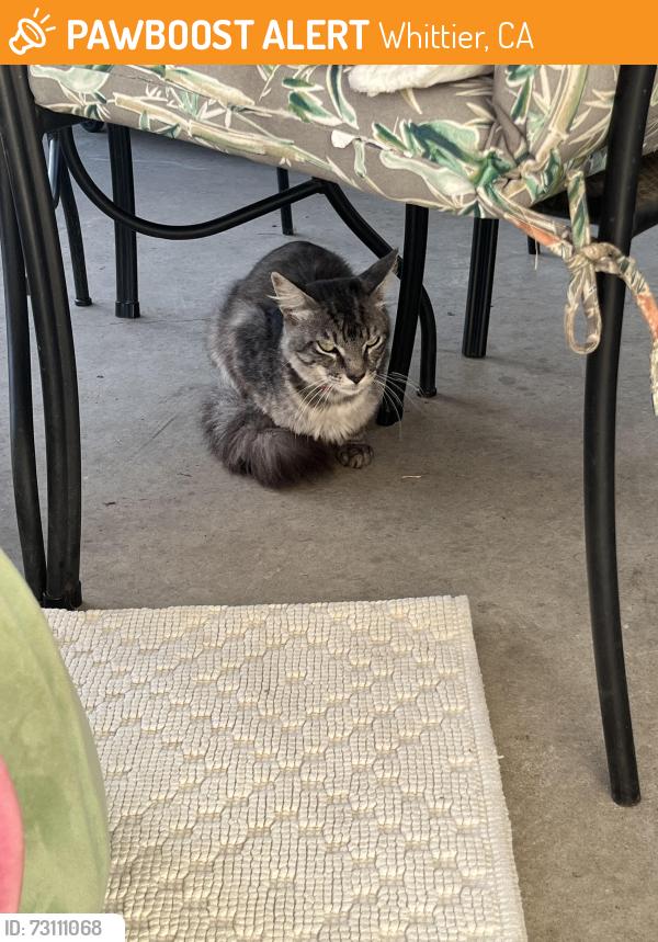 Found/Stray Female Cat last seen Rincon Dr, Whittier, CA 90606