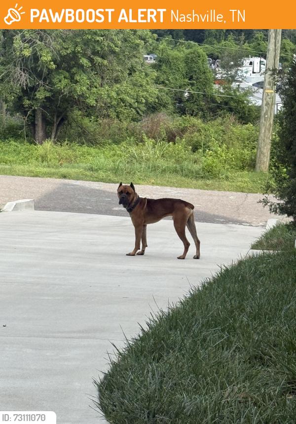Found/Stray Male Dog last seen Stivers St, Nashville, TN 37218