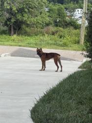 Found/Stray Male Dog last seen Stivers St, Nashville, TN 37218
