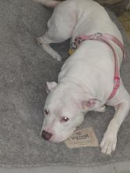 Reunited Female Dog last seen Between Vance Jackson and West Avenue, San Antonio, TX 78213