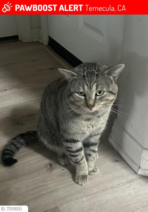 Lost Male Cat last seen Near corner of Murrieta hot springs & butterfield stage road, Temecula, CA 92591