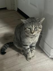Lost Male Cat last seen Near corner of Murrieta hot springs & butterfield stage road, Temecula, CA 92591