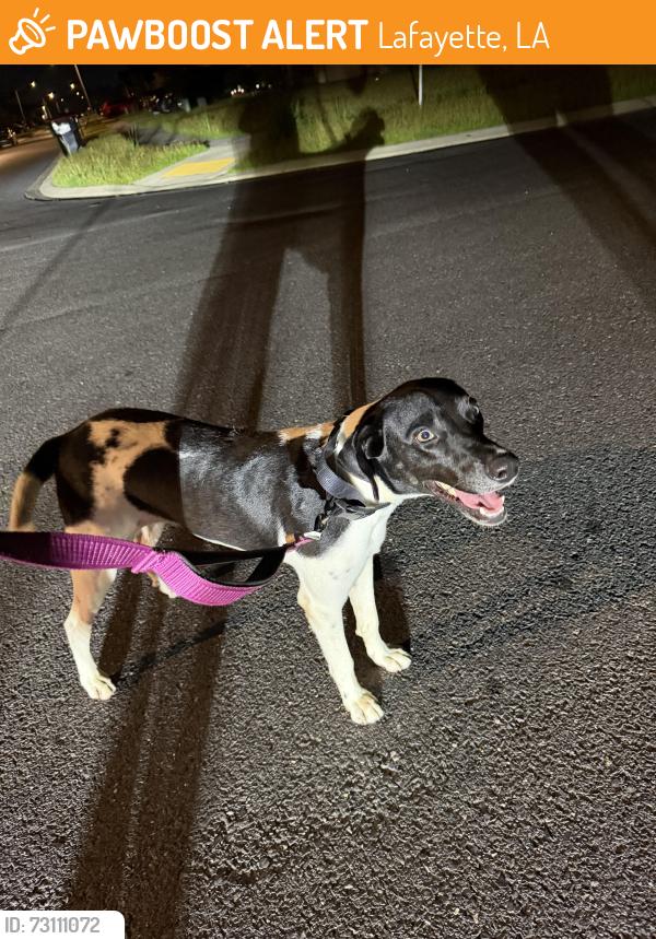 Found/Stray Female Dog last seen Belle View subdivision off of Ridge Rd, Lafayette, LA 70506
