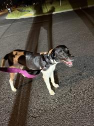 Found/Stray Female Dog last seen Belle View subdivision off of Ridge Rd, Lafayette, LA 70506