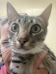 Reunited Male Cat last seen Adams Ave, San Diego, CA 92116