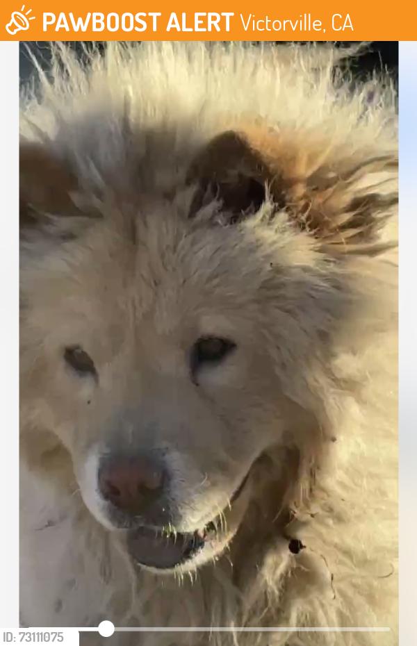 Found/Stray Female Dog last seen Ridgecrest Rd. Victorville, Victorville, CA 92395