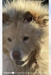 Found/Stray Female Dog last seen Ridgecrest Rd. Victorville, Victorville, CA 92395