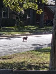 Found/Stray Male Dog last seen Robinhood lane and Muse, Fort Worth, TX 76112