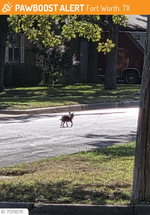 Found/Stray Male Dog last seen Robinhood lane and Muse, Fort Worth, TX 76112