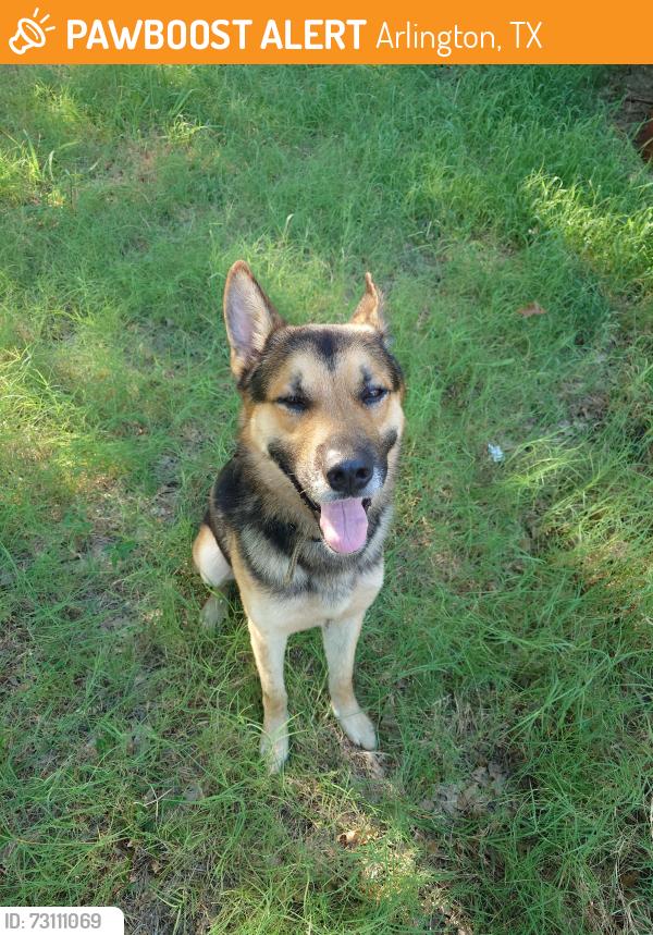 Found/Stray Male Dog last seen Daniel and Natches over by Amos Elementary, Arlington, TX 76014