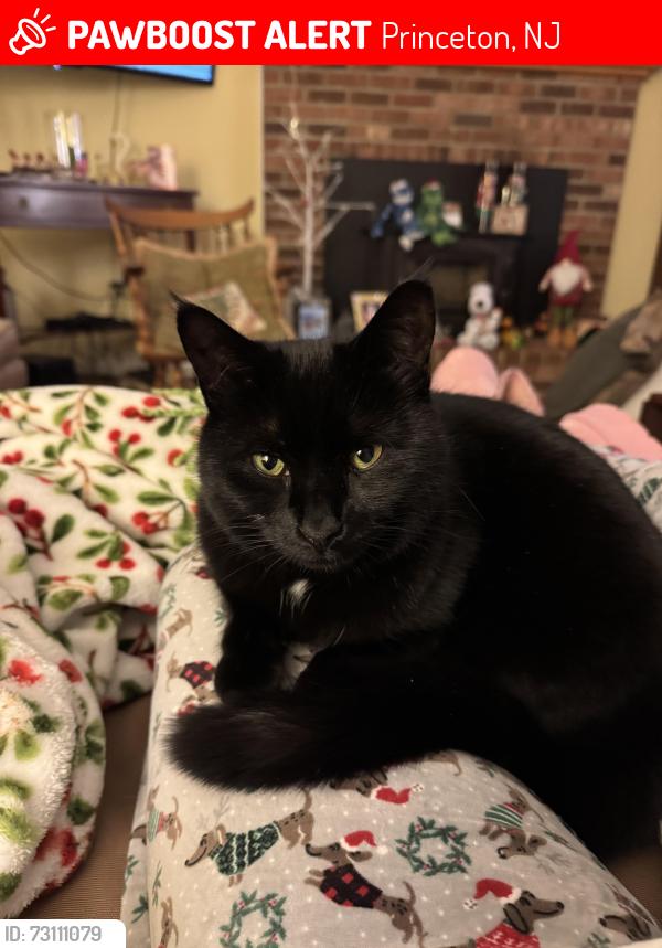 Lost Female Cat last seen Walnut/Dempsey crossing Cuyler & Terhune, Princeton, NJ 08540