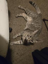 Reunited Male Cat last seen Lupine, Glendale, AZ 85304
