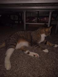 Reunited Female Cat last seen Was, Fort Worth, TX 76179