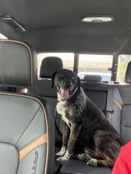 Reunited Female Dog last seen Brutus and Centurian, Roman Forest, TX 77357
