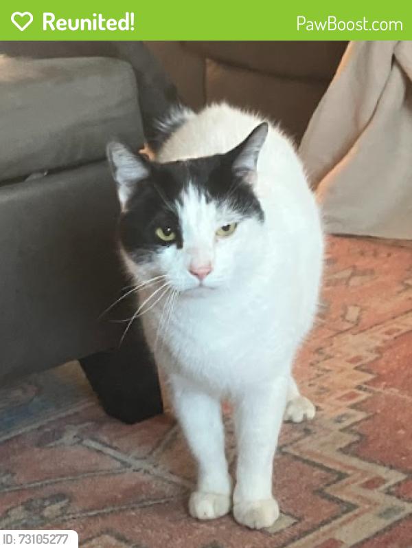 Reunited Male Cat last seen Doubs Court, and Adamstown Commons, Adamstown, MD 21710
