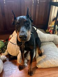 Reunited Male Dog last seen Pico and shenandoah, Los Angeles, CA 90035