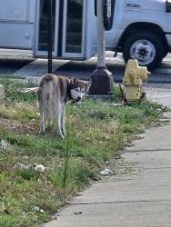 Found/Stray Unknown Dog last seen Thornton high school, Thornton, CO 80229