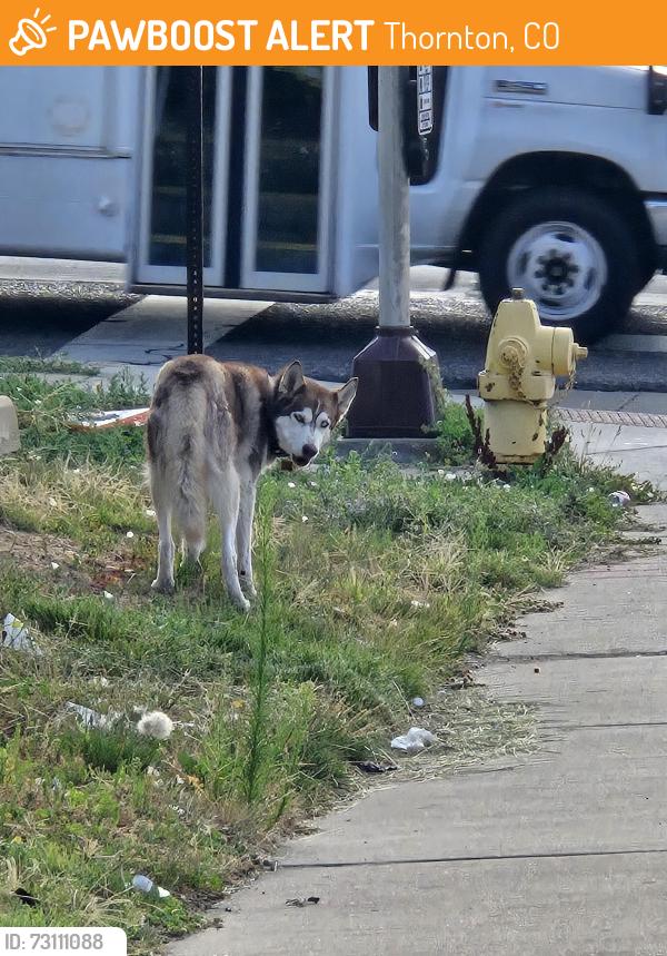 Found/Stray Unknown Dog last seen Thornton high school, Thornton, CO 80229