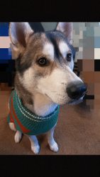 Reunited Male Dog last seen Trailer court behind Scooters in North Topeka, Topeka, KS 66608