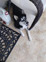 Reunited Female Dog last seen Glen Ct San Antonio TX 78239, San Antonio, TX 78239