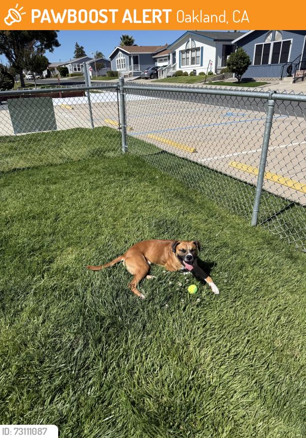 Found/Stray Male Dog last seen Port of Oakland, Oakland, CA 94607