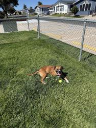 Found/Stray Male Dog last seen Port of Oakland, Oakland, CA 94607