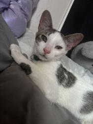 Lost Male Cat last seen Near Sutton, Grand Rapids, MI 49507