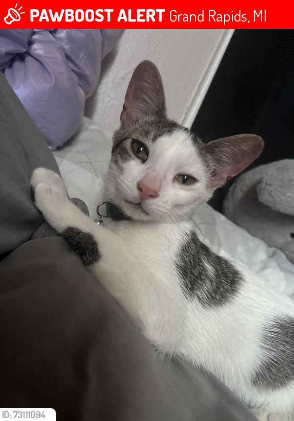Lost Male Cat last seen Near Sutton, Grand Rapids, MI 49507