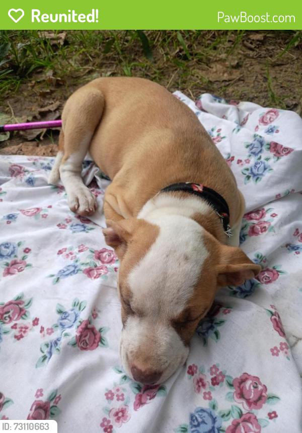 Reunited Female Dog last seen Fifth and jersey, Dayton, OH 45403