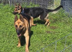 Reunited Female Dog last seen Pell and Lopez Road, Volusia County, FL 32764
