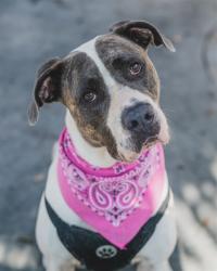 Shelter Stray Female Dog last seen , 3599 NW 79th Ave, Doral, FL 33122, USA