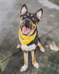 Shelter Stray Male Dog last seen Near BLOCK SW 153 PATH, 3599 NW 79th Ave, Doral, FL 33122, USA