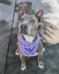 Shelter Stray Female Dog last seen Near BLOCK NW 14 AVE, 3599 NW 79th Ave, Doral, FL 33122, USA