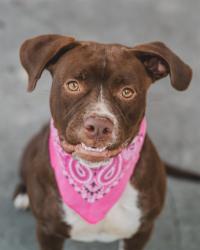 Shelter Stray Female Dog last seen Near BLOCK NW 2ND ST, 3599 NW 79th Ave, Doral, FL 33122, USA