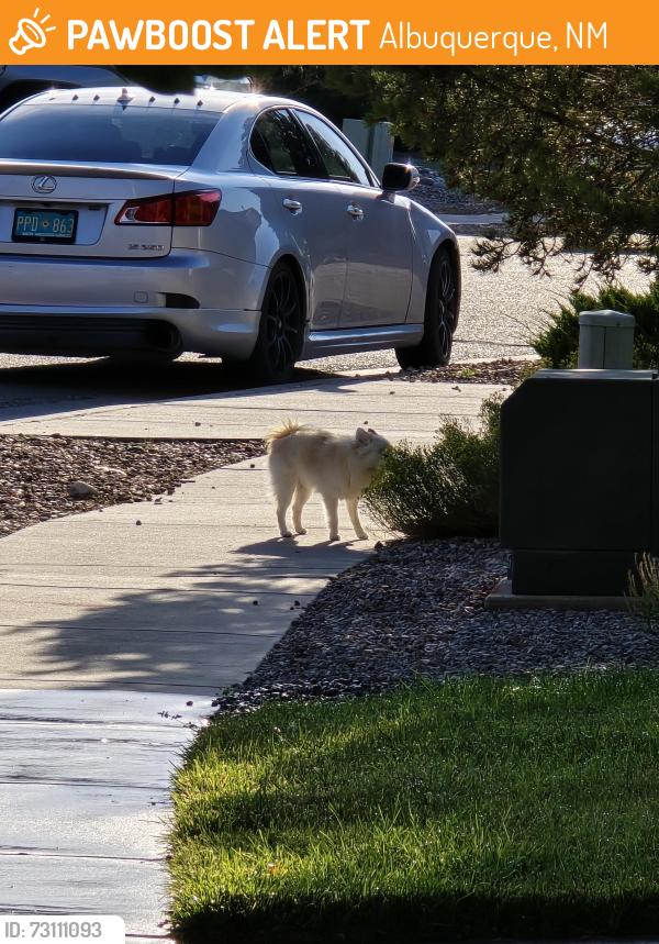 Found/Stray Male Dog last seen Elizabeth & Oceola, Albuquerque, NM 87123