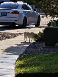 Found/Stray Male Dog last seen Elizabeth & Oceola, Albuquerque, NM 87123