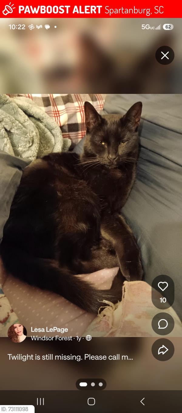 Lost Female Cat last seen Royal Oak Drive, Spartanburg, SC 29302