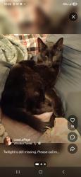 Lost Female Cat last seen Royal Oak Drive, Spartanburg, SC 29302