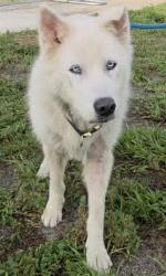 Shelter Stray Female Dog last seen Near BLOCK N FEDERAL HWY, LIGHTHOUSE POINT FL 33064, 2400 SW 42nd St, Fort Lauderdale, FL 33312, USA
