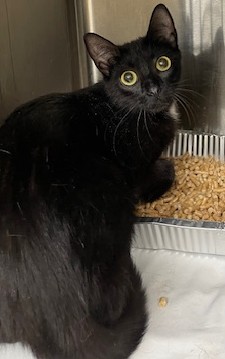 Shelter Stray Female Cat last seen , 1601 Airport Rd, Shelby, NC 28150, USA
