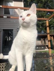 Reunited Female Cat last seen 16318–16398 SE 240th St Kent, WA 98042 United States, Kent, WA 98042