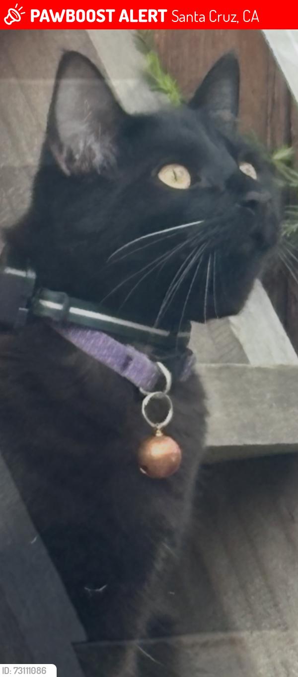 Lost Male Cat last seen Younglove and Seaside, Santa Cruz, CA 95060