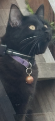 Lost Male Cat last seen Younglove and Seaside, Santa Cruz, CA 95060