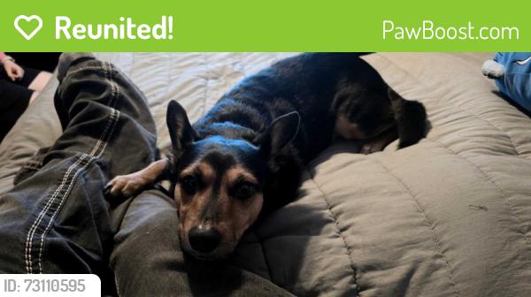 Reunited Male Dog last seen Friar St, Los Angeles, CA 91367