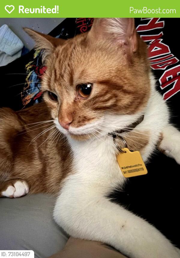 Reunited Male Cat last seen Kale Ave, Sterling, VA 20164