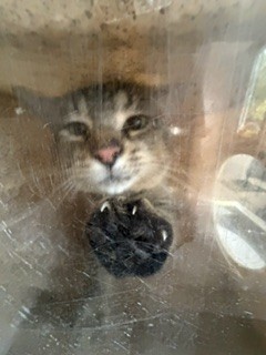 Shelter Stray Unknown Cat last seen ALAMANCE COUNTY, 221 Stone Quarry Rd, Burlington, NC 27217, USA