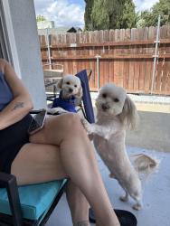 Reunited Female Dog last seen Jarrow and Ansford st, Hacienda Heights, CA 91745
